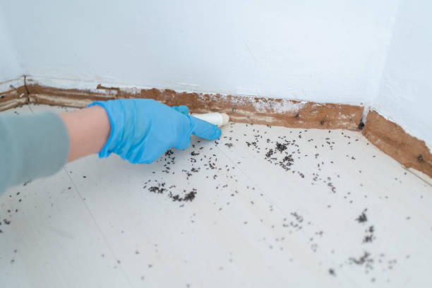 Best Termite Control Services  in Seat Pleasant, MD